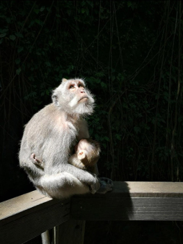 picture of Photography and Pets 