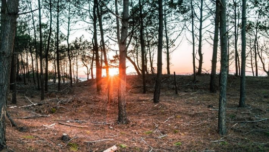 picture of Photography and Nature 