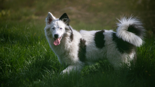 Image de Photographie et Animal de compagnie 