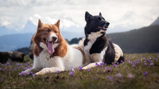 Image de Photographie et Animal de compagnie 