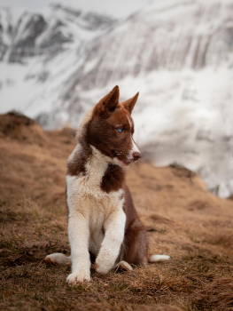 Image de Photographie et Animal de compagnie 