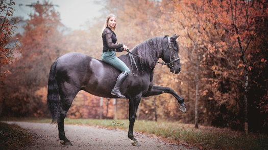 picture of Photography and Pets 