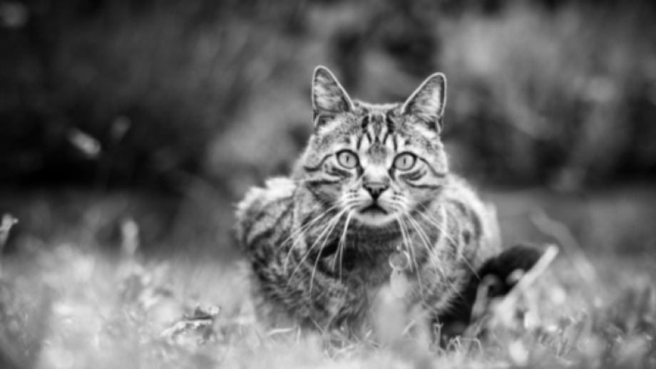 Les meilleurs photographes animaliers à Strasbourg