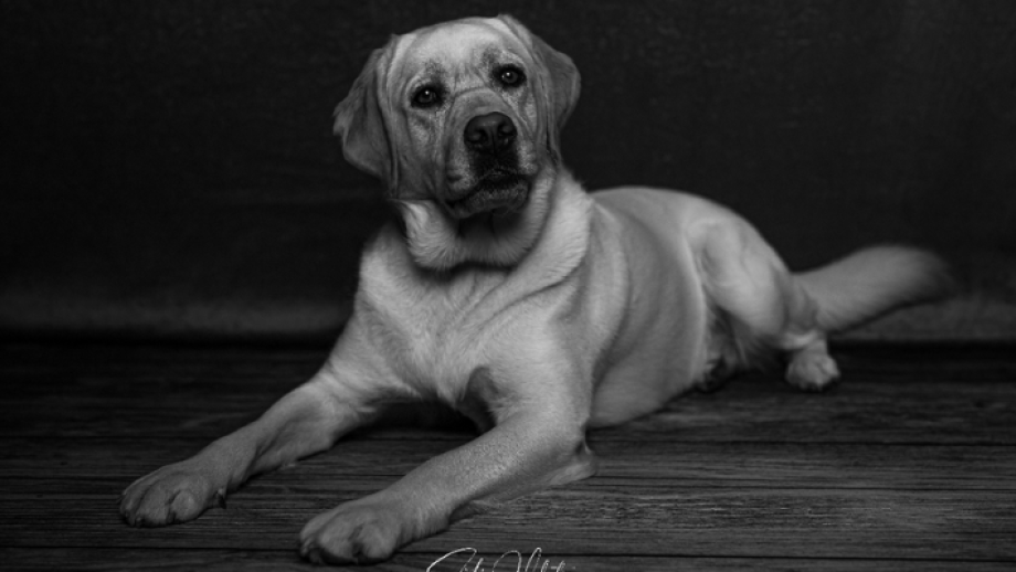 Les meilleurs photographes animaliers à Strasbourg