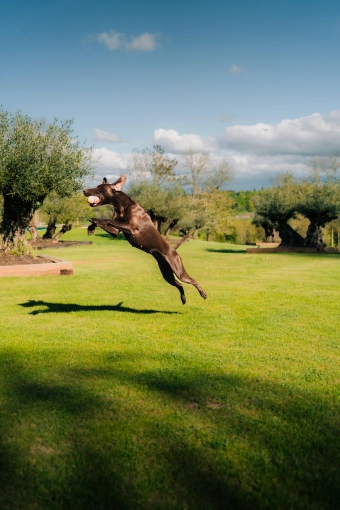 Photography, Pets, Artistic