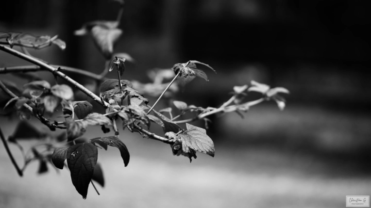 Photographie, Nature, Artistique