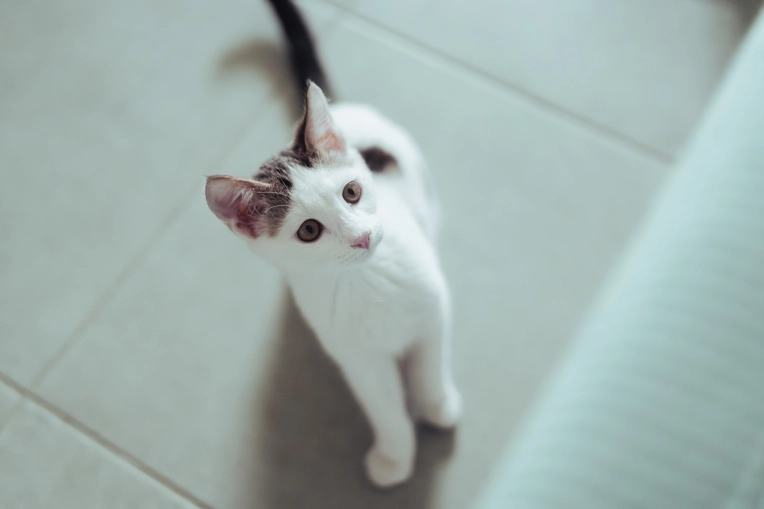 Photography, Pets, Traditional, Vintage