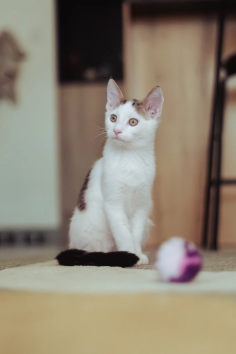 Photography, Pets, Artistic, Traditional, Vintage, Lifestyle