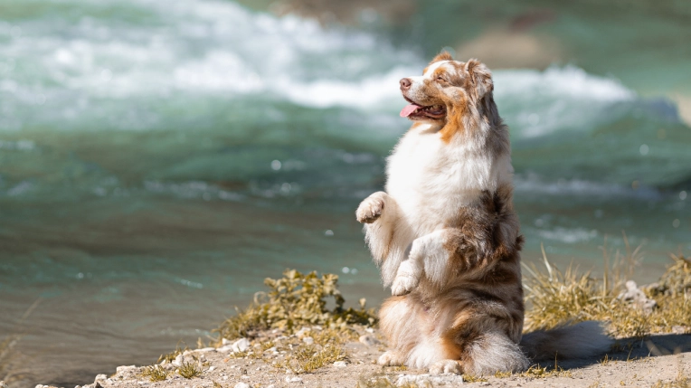 Photographie, Animal de compagnie, Artistique