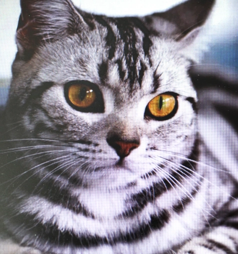 Photographie, Animal de compagnie, Traditionnel