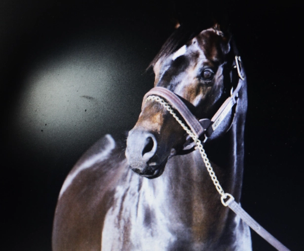 Photographie, Animal de compagnie, Traditionnel