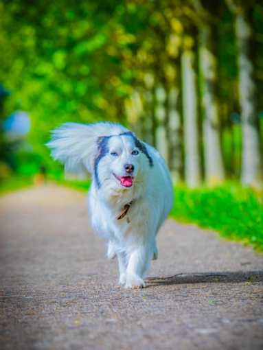 Photographie, Animal de compagnie, Traditionnel