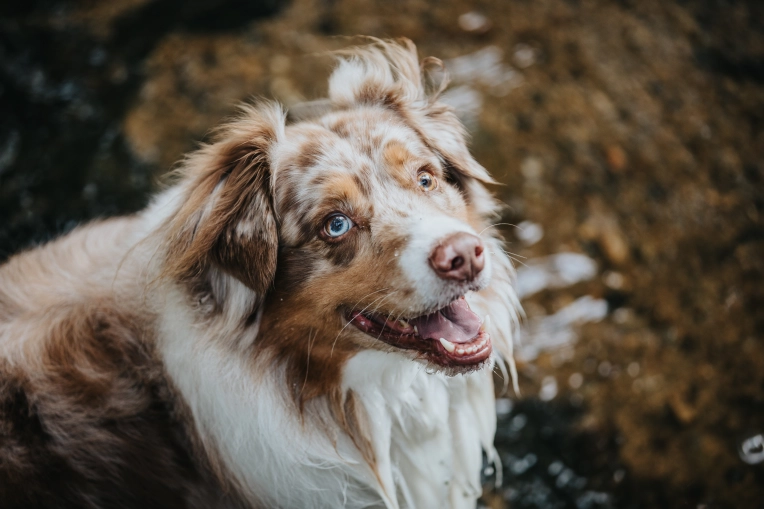 Photography, Pets, Traditional, Lifestyle