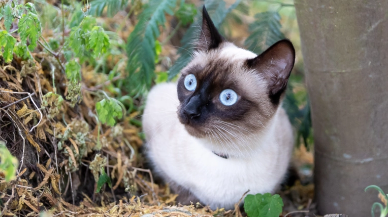 Photographie, Animal de compagnie, Traditionnel