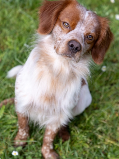Photographie, Animal de compagnie, Traditionnel