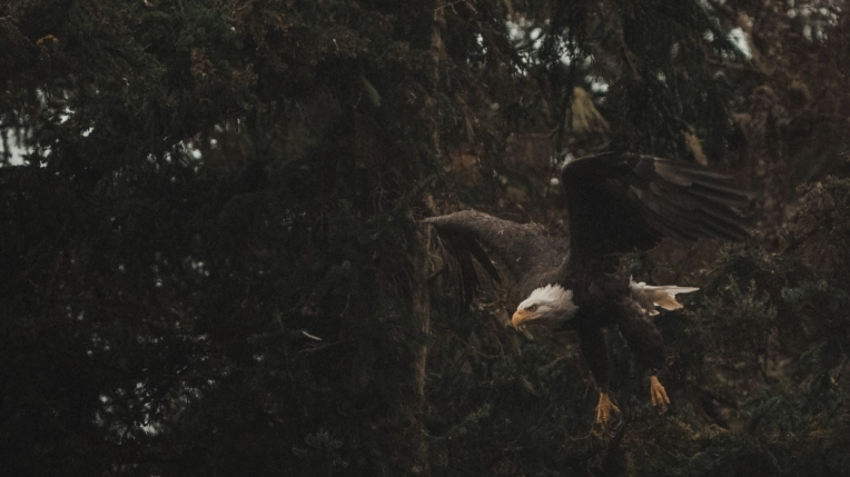 Photographie, Nature, Artistique, Vintage