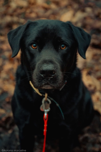 Photographie, Animal de compagnie, Portrait, Traditionnel