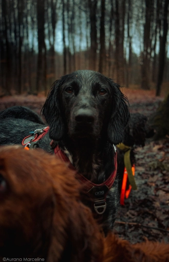 Photographie, Animal de compagnie, Portrait, Traditionnel