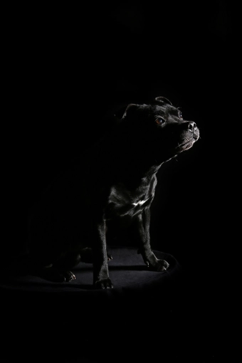 Photography, Pets, Traditional