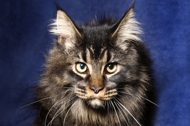 Photography, Pets, Traditional