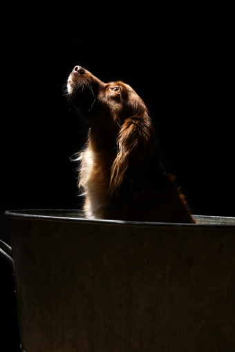 Photography, Pets, Traditional