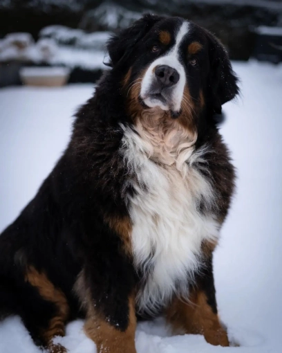 Photography, Photo retouching, Pets, Traditional