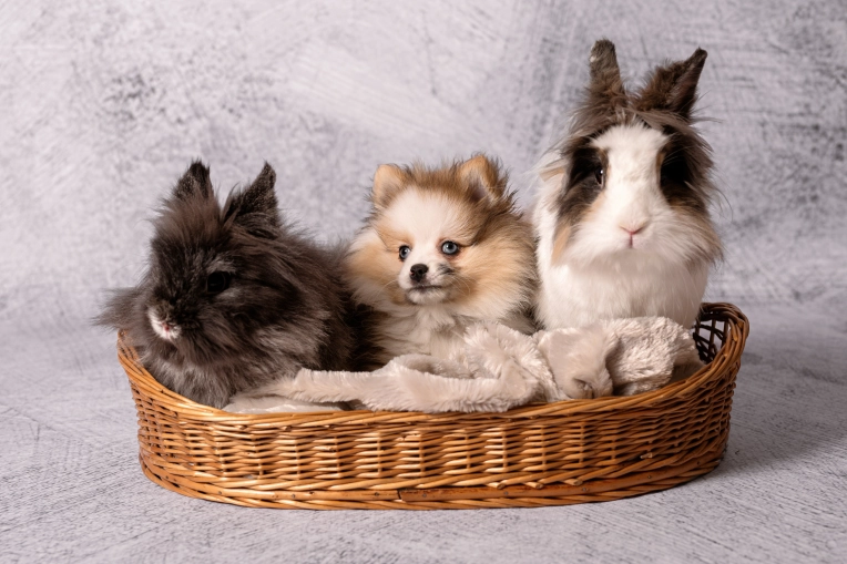 Photographie, Animal de compagnie, Traditionnel