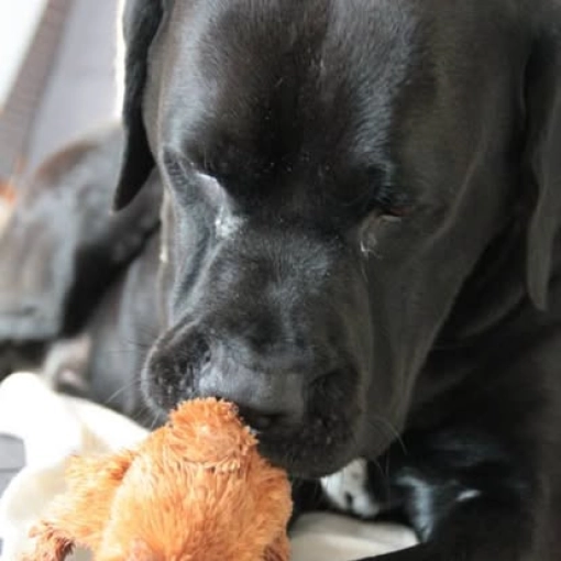 Photographie, Animal de compagnie, Traditionnel