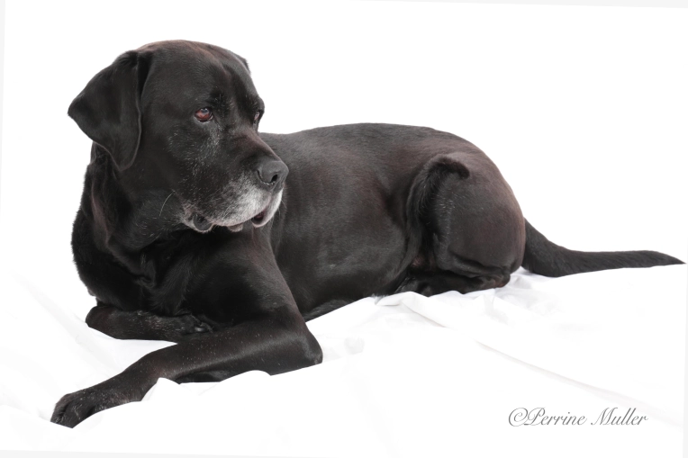 Photographie, Animal de compagnie, Traditionnel