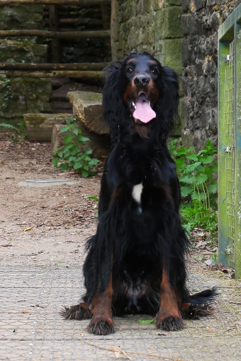 Photographie, Animal de compagnie, Traditionnel