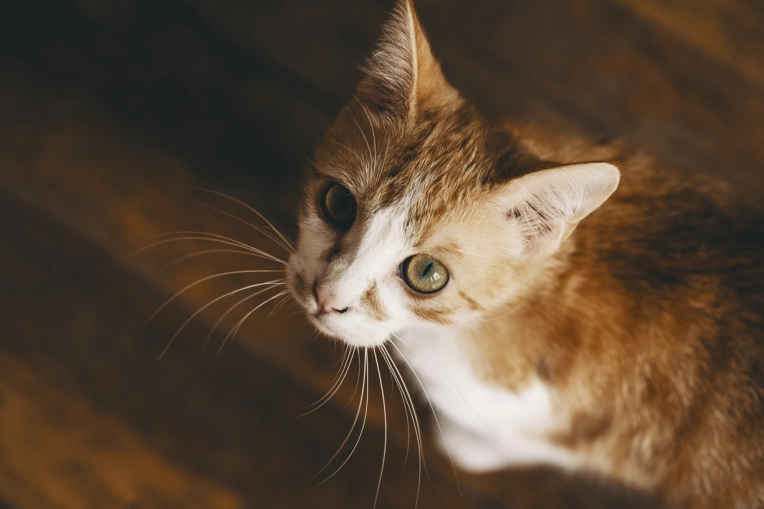 Photographie, Animal de compagnie, Portrait, Artistique, Traditionnel, Lifestyle