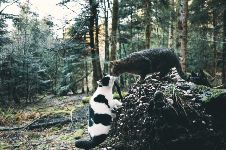 Photographie, Animal de compagnie, Portrait, Nature, Artistique, Traditionnel, Lifestyle