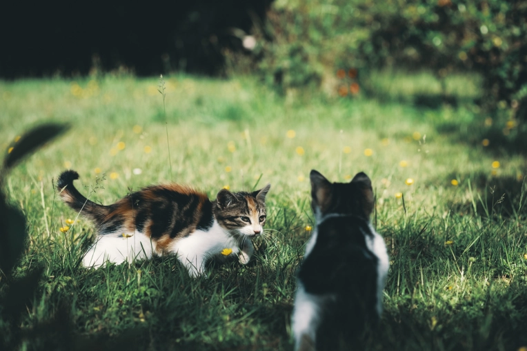 Photographie, Animal de compagnie, Portrait, Nature, Artistique, Traditionnel, Lifestyle