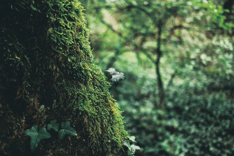 Photographie, Nature, Artistique, Traditionnel, Lifestyle