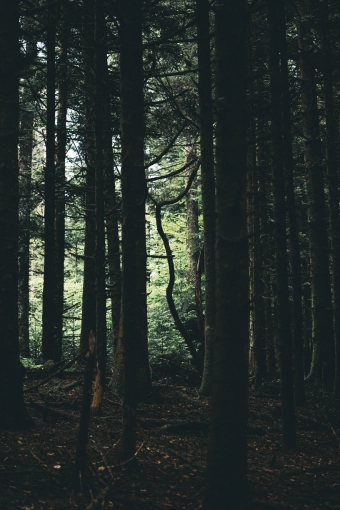 Photographie, Nature, Artistique, Traditionnel, Lifestyle