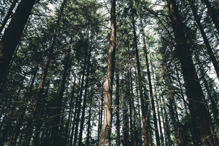 Photographie, Nature, Artistique, Traditionnel, Lifestyle