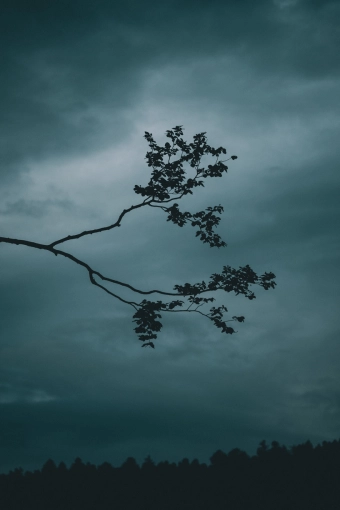 Photographie, Nature, Artistique, Traditionnel, Lifestyle