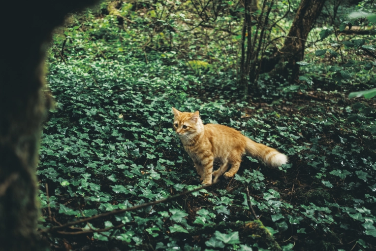Photographie, Nature, Artistique, Traditionnel, Lifestyle