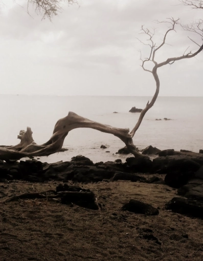 Photography, Nature, Vintage