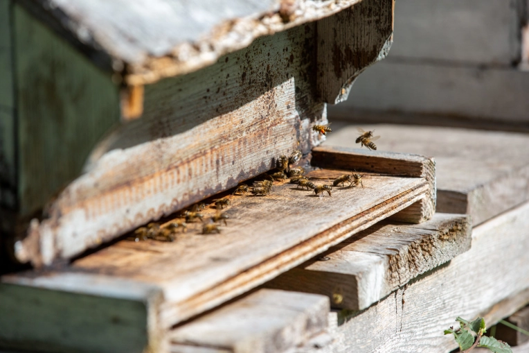 Photographie, Industrielle, Nature, Traditionnel