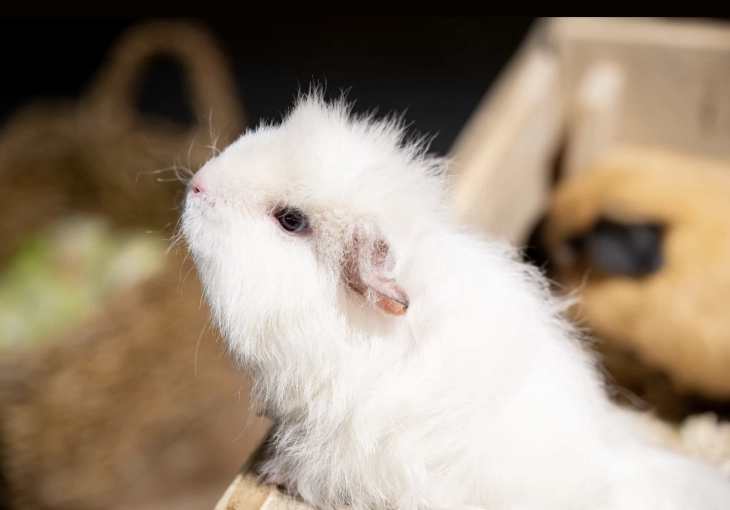 Photography, Photo retouching, Pets, Nature, Artistic, Traditional