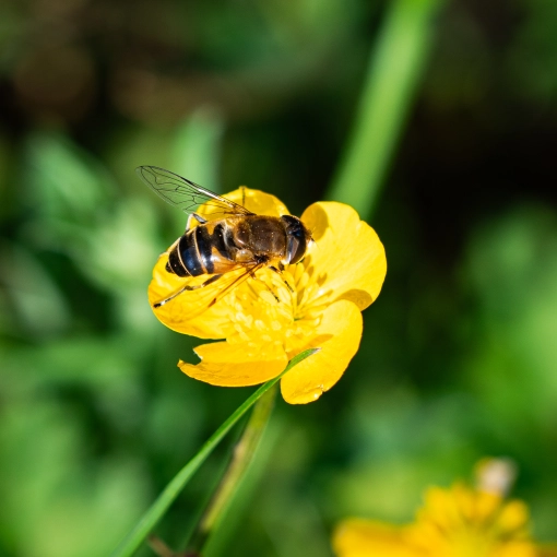Photography, Photo retouching, Nature, Artistic, Traditional