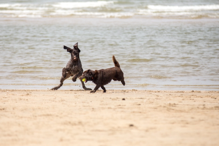Photography, Pets