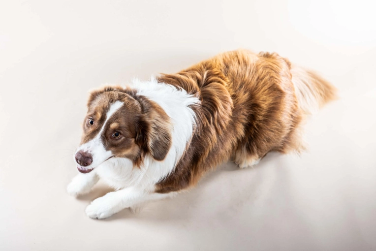 Photographie, Animal de compagnie, Traditionnel