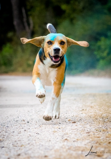 Photography, Pets, Lifestyle