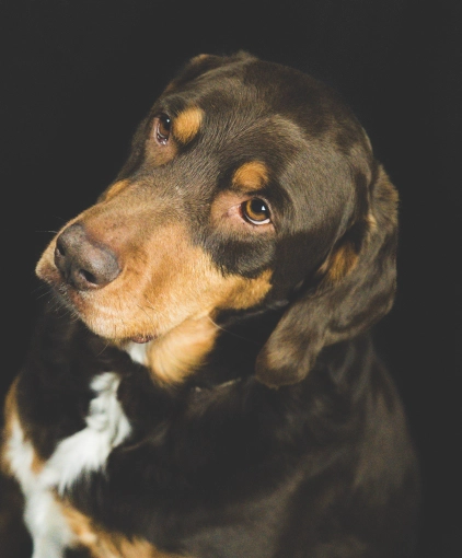Photography, Pets, Lifestyle