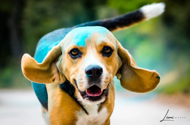 Photography, Pets, Traditional, Lifestyle
