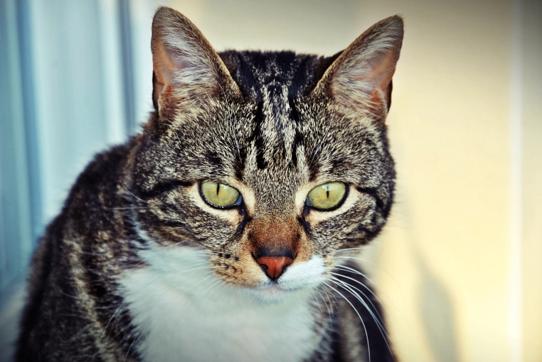 Photography, Pets, Traditional, Lifestyle