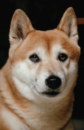 Photography, Photo retouching, Pets, Artistic, Traditional