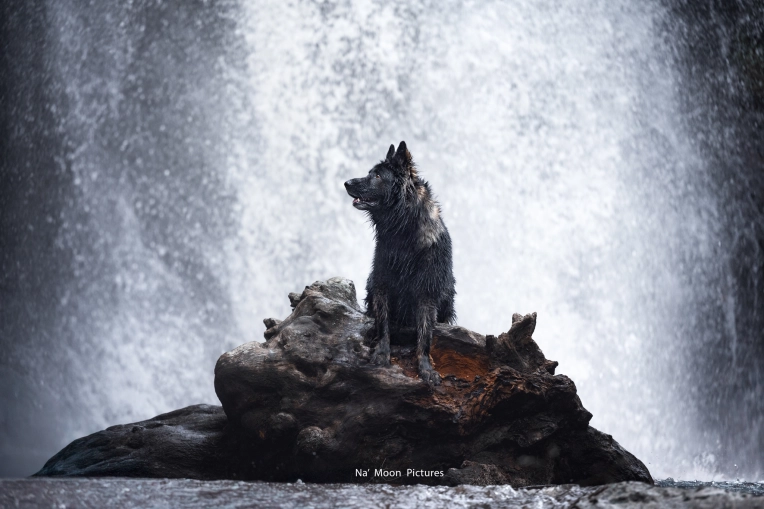 Photographie, Animal de compagnie, Artistique